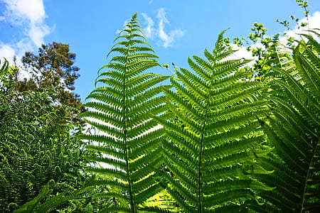 green leafed plants thumbnail