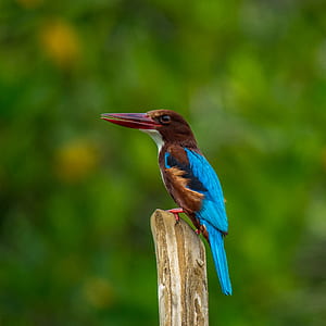 brown and blue bird on brown wooden branch thumbnail