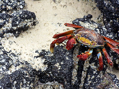 red crab on top black stone thumbnail
