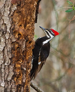 close-up photography of red-pileated woodpecker thumbnail