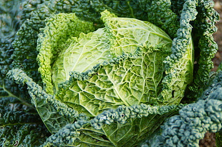green cabbage thumbnail