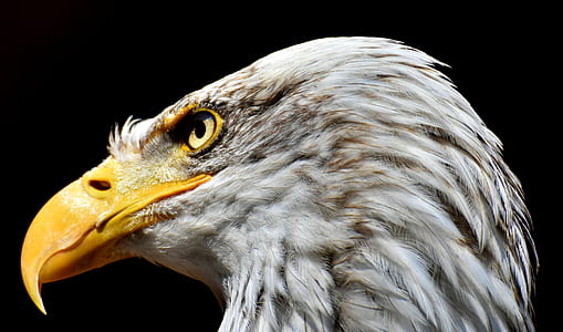 close up photo of bald eagle thumbnail