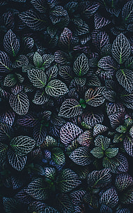 close up photo of purple and green leafed plants thumbnail