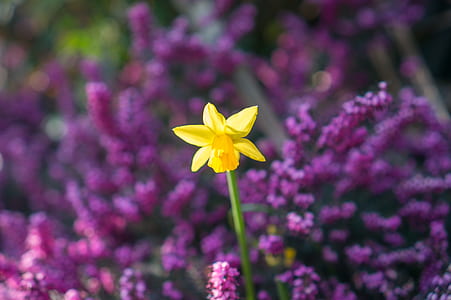wild daffodil flower near pink flowers thumbnail