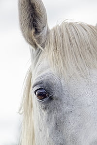 white horse thumbnail