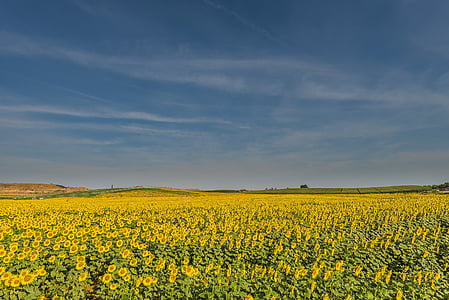 bed of sunflowers thumbnail
