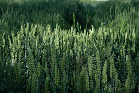 scenery of plain field thumbnail