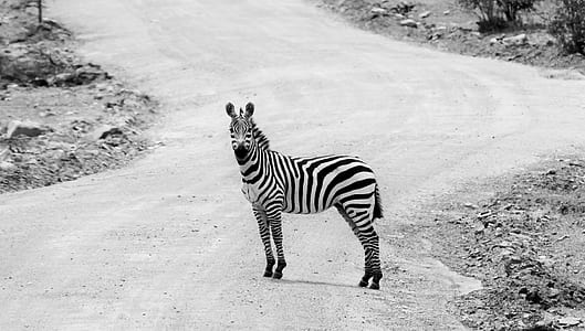 zebra in road at daytime thumbnail