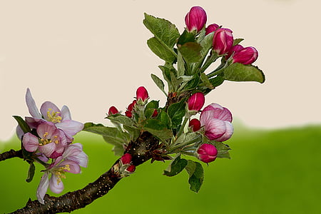 selective focus photo of pink and white petaled flowers thumbnail