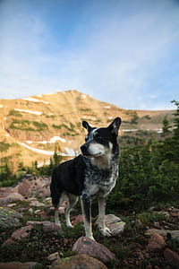 black and gray dog standing rock near green trees thumbnail
