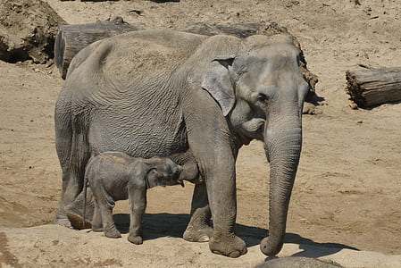 baby elephant breast feeding on mother thumbnail