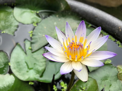white, yellow, and purple waterlily in bloom closeup photography thumbnail