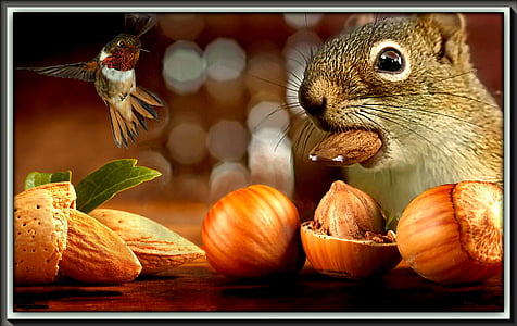 squirrel eating hazelnut and almond facing hummingbird thumbnail