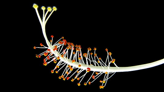macro photography photo of hibiscus pollen thumbnail