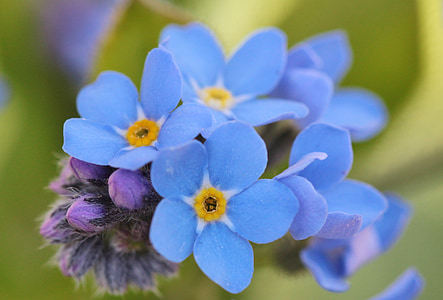 blue petaled flowers thumbnail