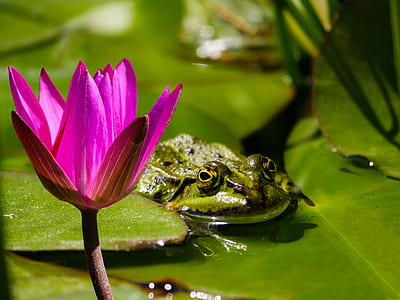 green toad on lily pod near lotus flower thumbnail