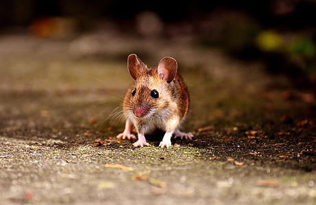 micro shot of rodent thumbnail