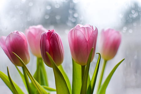 selective focus photography of pink tulip flowers thumbnail