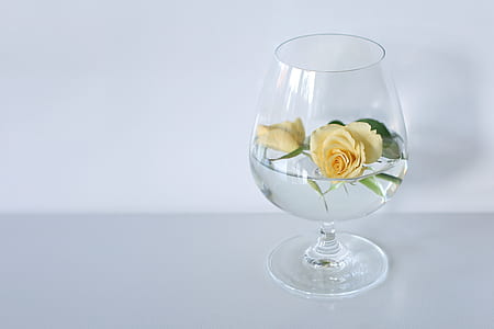 clear wine glass filled with water and yellow floating rose flower thumbnail