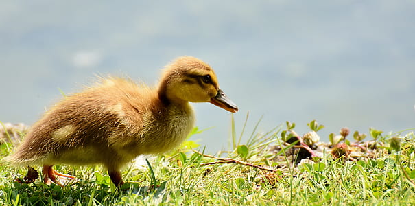 duckling on grass thumbnail