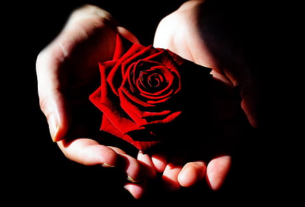 red rose in person's hand thumbnail