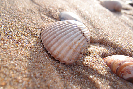 close up photography of seashore on sand thumbnail