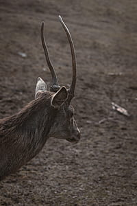 grayscale photography of deer's face thumbnail