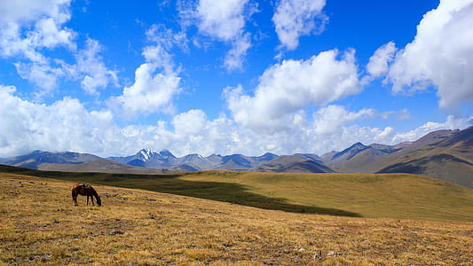 brown horse standing on brown mountain during daytime thumbnail