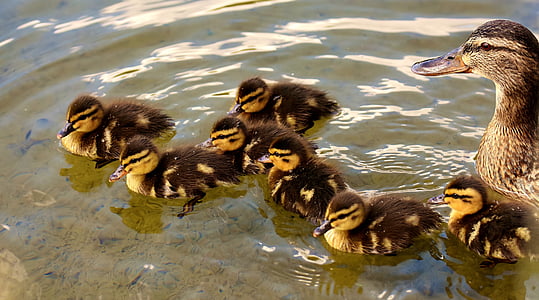 brown and yellow ducks on water thumbnail