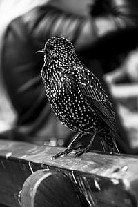 Grayscale Photo of Short Beaked Bird on Wooden Chair thumbnail