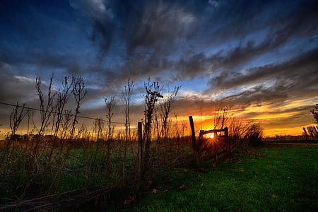 brown leafless trees during sunset thumbnail