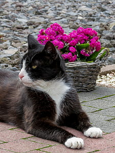 white and black tuxedo cat sitting near basket of flowers thumbnail