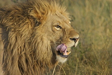 lion on grass thumbnail