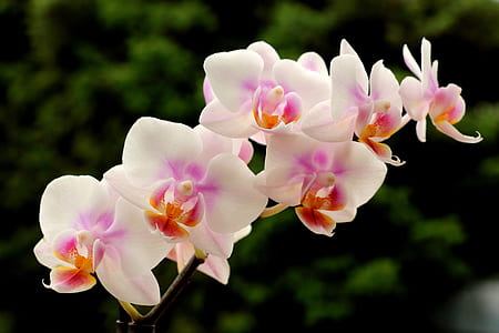 white-and-purple moth orchids in bloom thumbnail