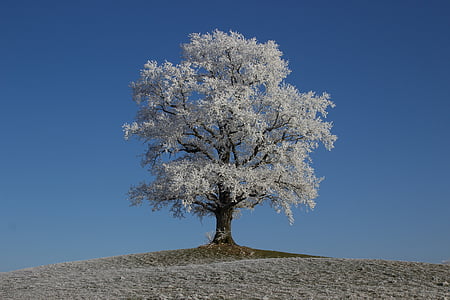 white leafed tree on top of mound at daytime thumbnail