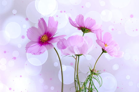 four pink poppies with pink bokeh light background thumbnail