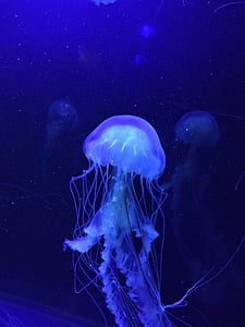 underwater photography of white jellyfish thumbnail