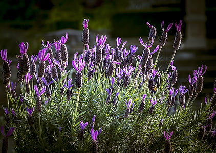 depth photography of lavender flowers thumbnail