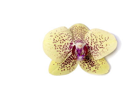 Phalaenopsis, Orchid thumbnail