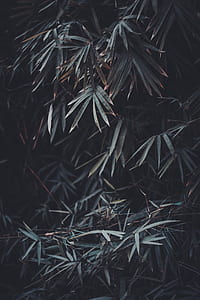photo of tree leaves thumbnail
