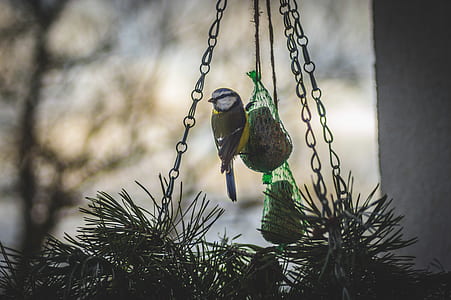 grey bird on green pine decor selective-focus photography thumbnail