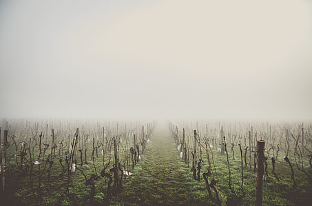 inline wittered plants with mist at daytime thumbnail