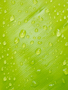 plant, leaf, dew, rain thumbnail