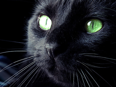 black cat thumbnail