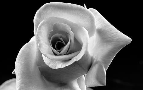 selective photography of rose flower thumbnail