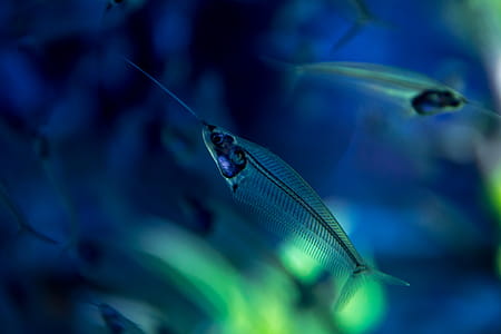 Detail of Sea World. Beautiful transparent small fish thumbnail