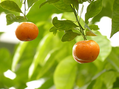 two orange fruits on tree thumbnail