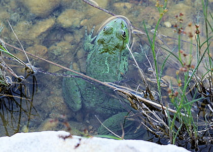 green frog on body of water thumbnail