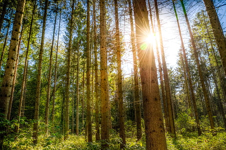 forest during daytime thumbnail