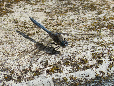 Dragonfly, Blue Dragonfly thumbnail
